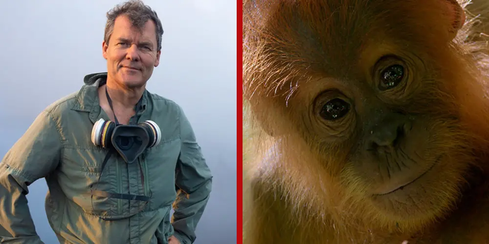 Vidas secretas dos orangotangos Huw Cordey