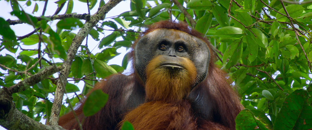 Vidas secretas dos orangotangos